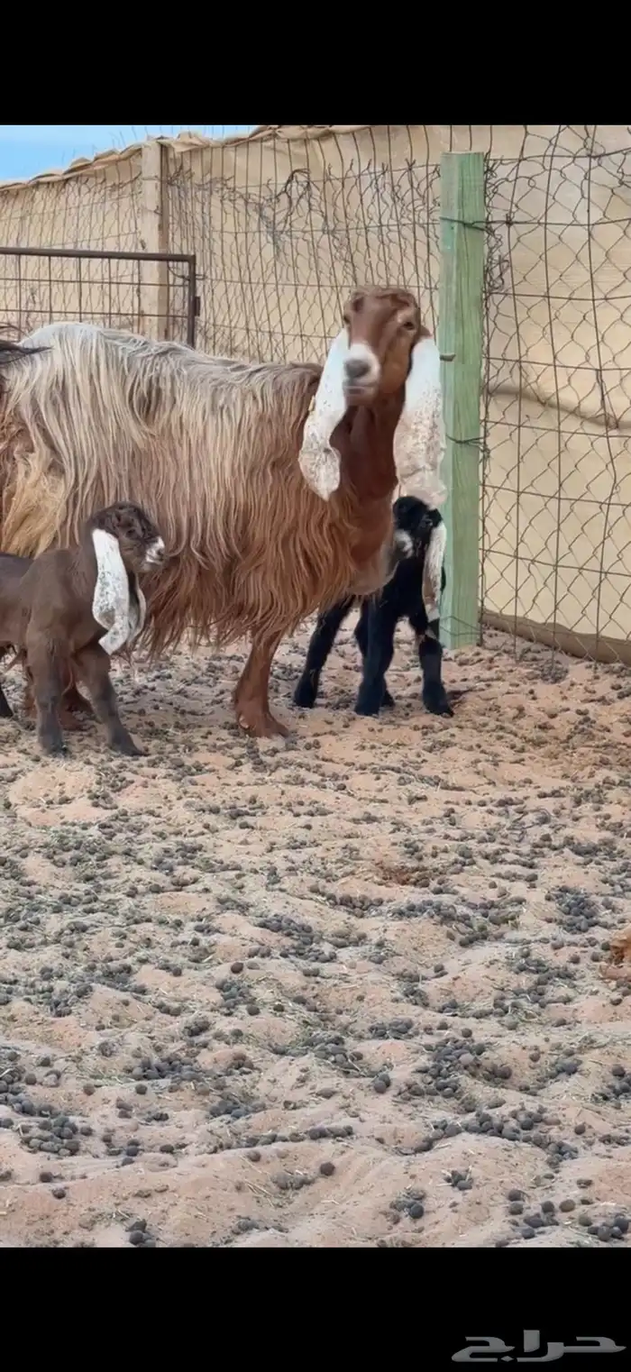 عنز والد بتوم (تم البيع) 1