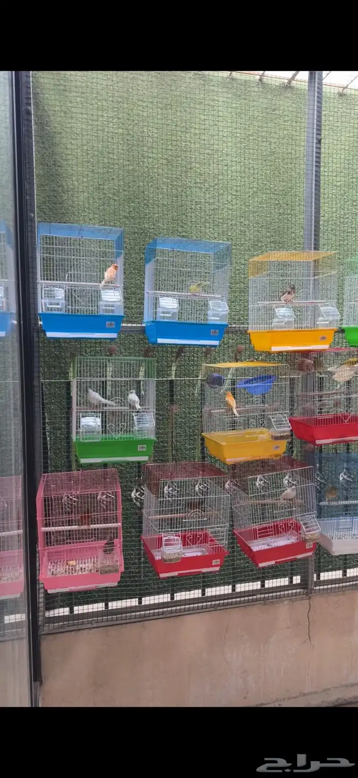 للبيع مجموعة كناري 1