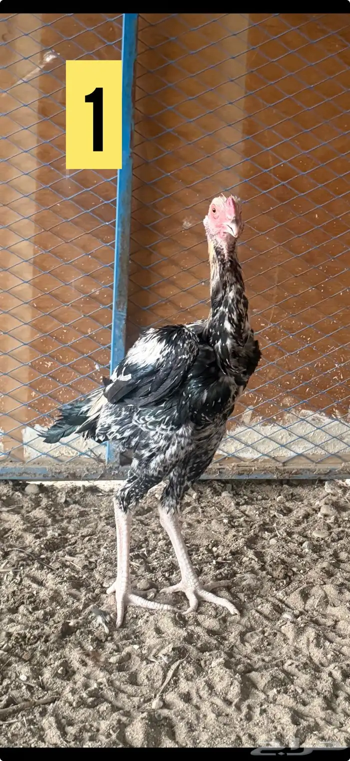 للبيع ديوك باكستاني 0