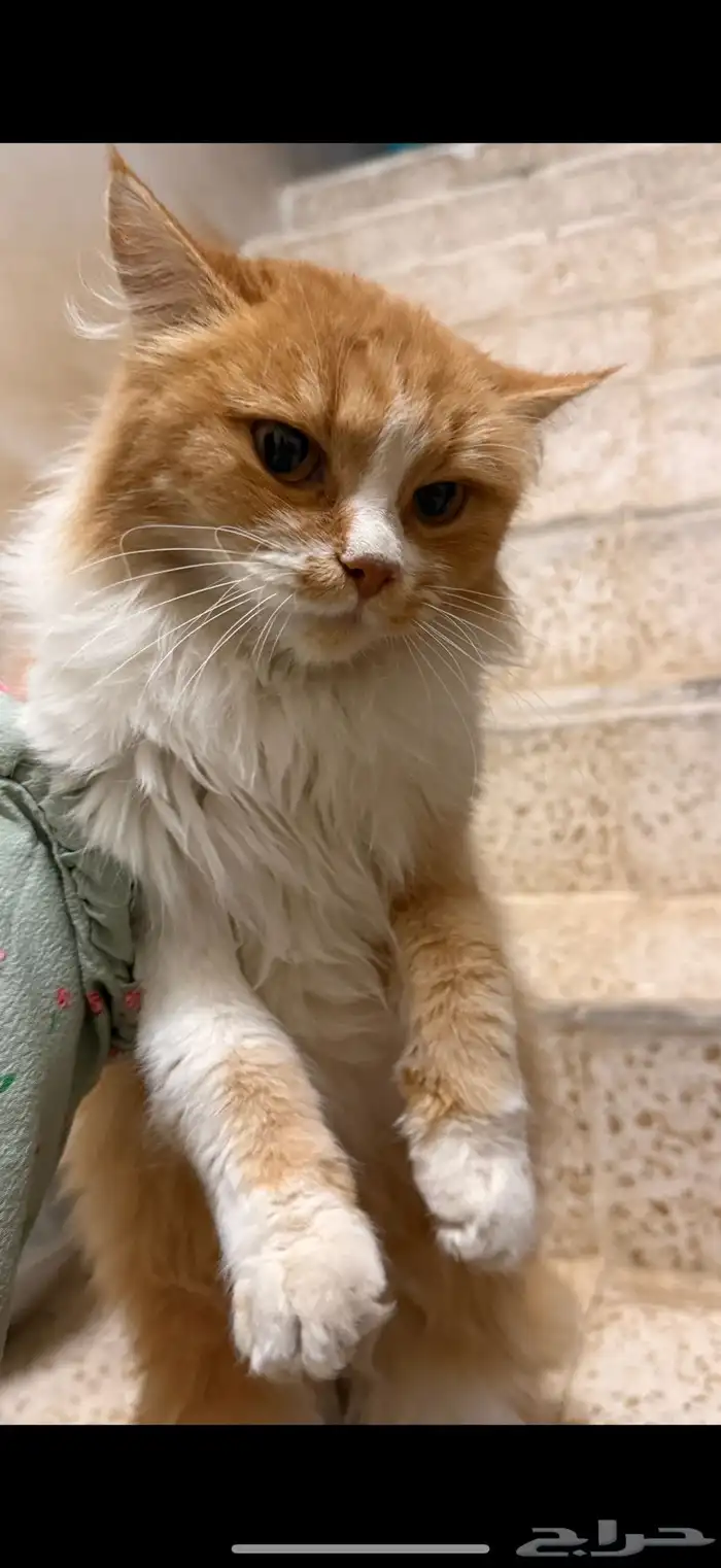 قطه ضايعه( مو للبيع ) 3