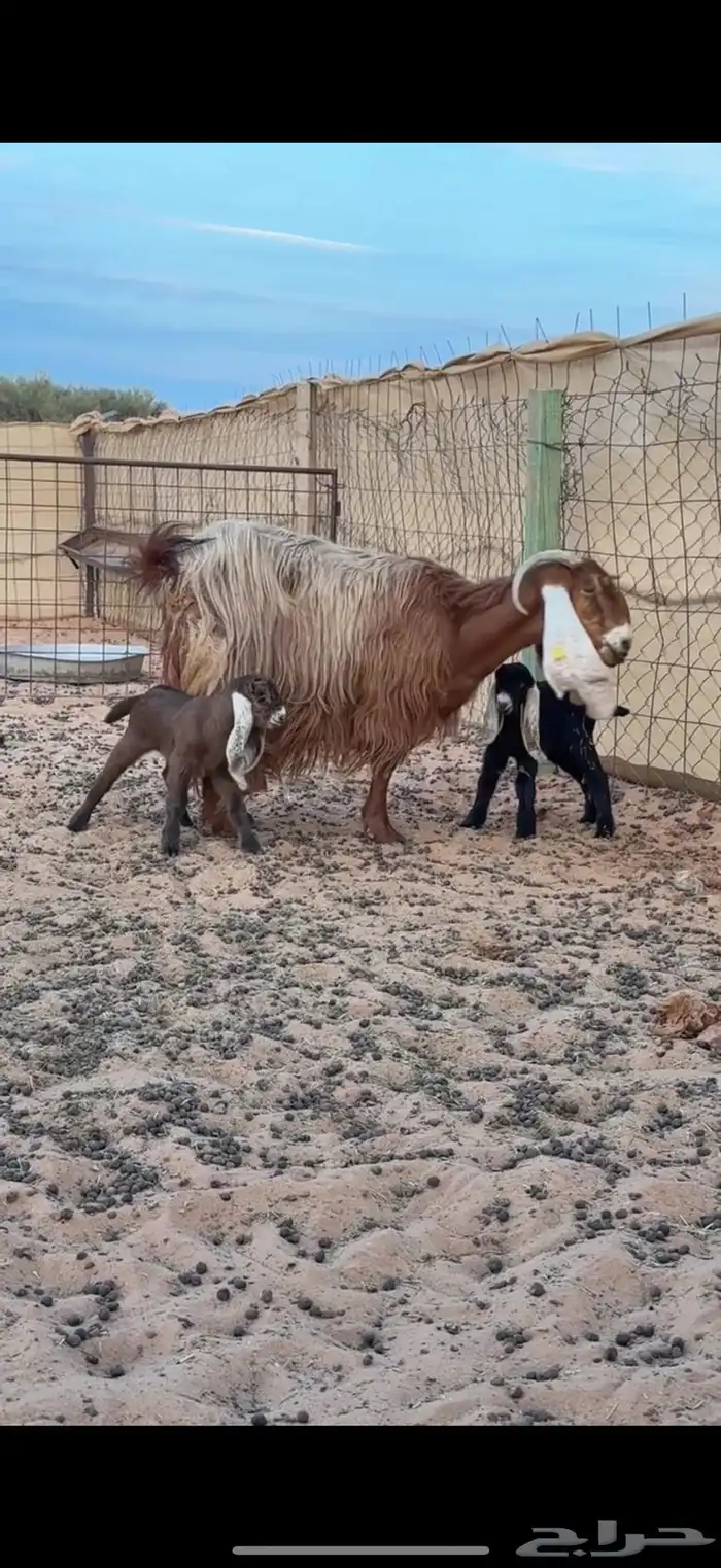 عنز والد بتوم (تم البيع) 0