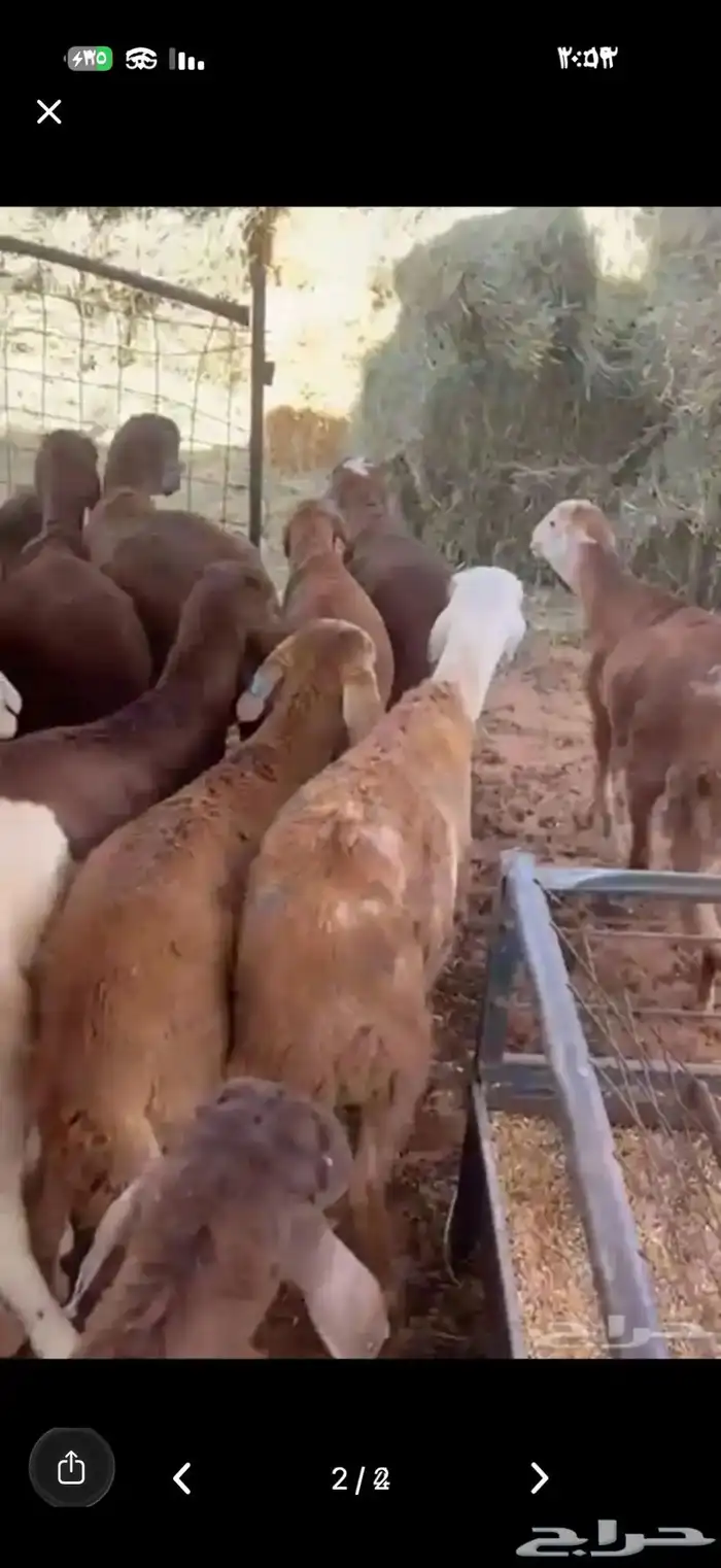 سواكني مرابي 5 شهور جبر ناهي بأرخص سعر 1