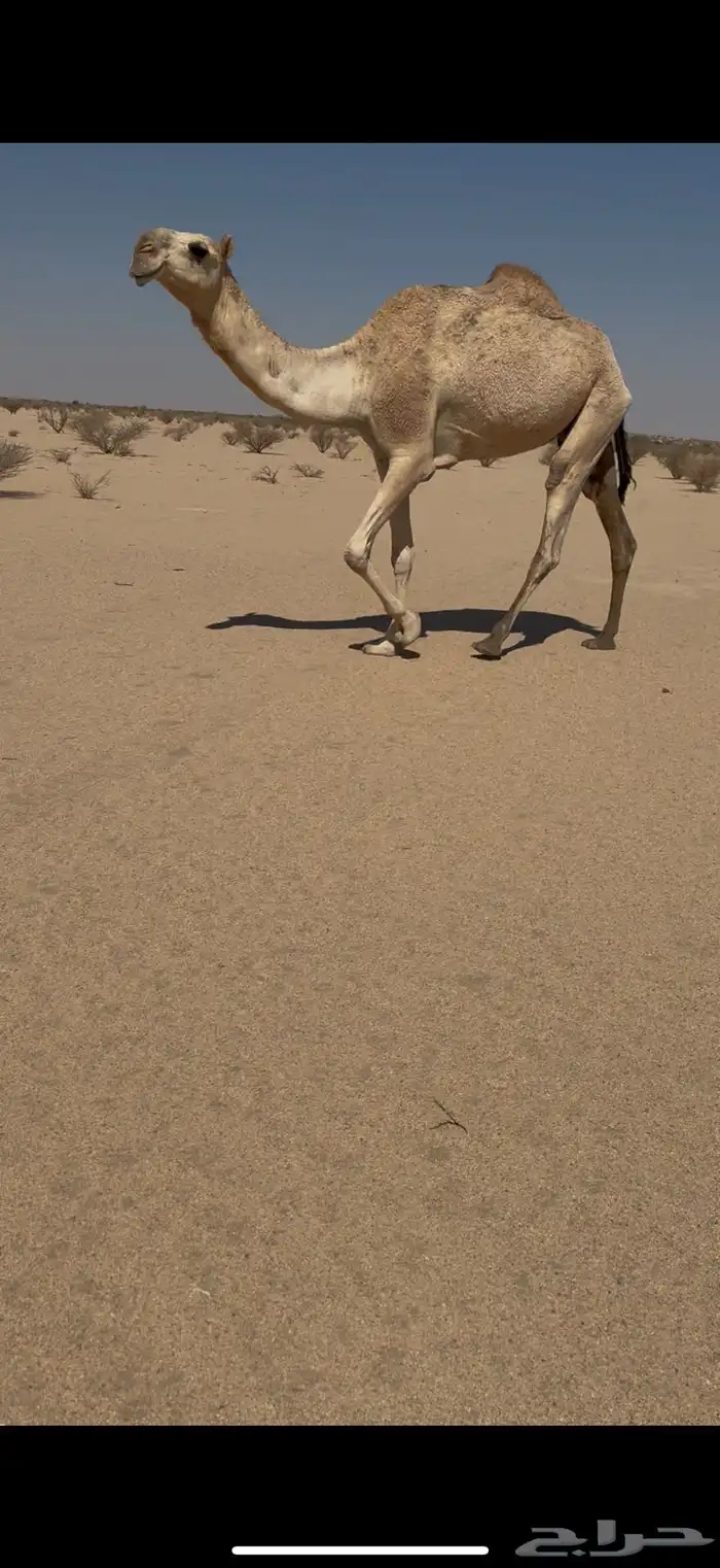 بكر عشرا تحتها بكره وضحا بكرها ناقه عظم كفو وطيبه 3