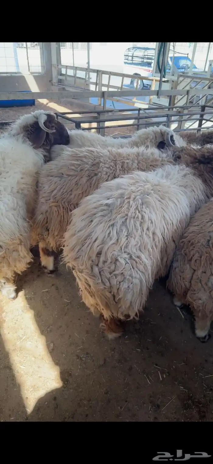 خرفان نعيمي هرافي وجبر بأسعار منافسه 4