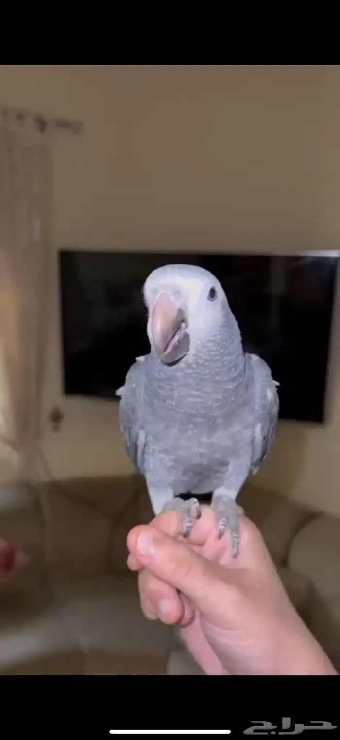 ببغاء كاسكو غيني 1