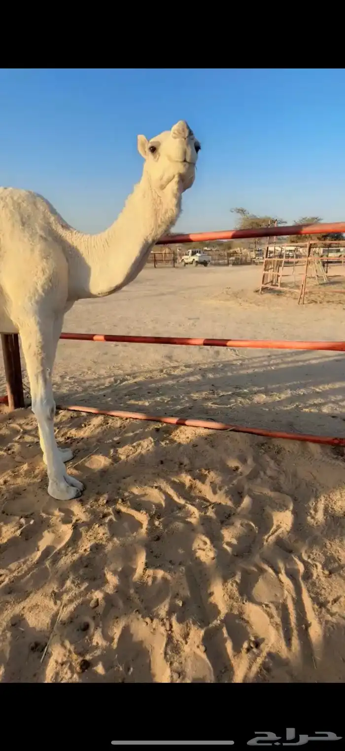 للبيع لقحه وضحاء 1