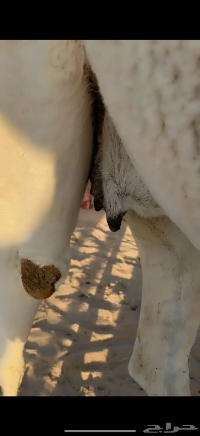 للبيع لقحه وضحاء 0