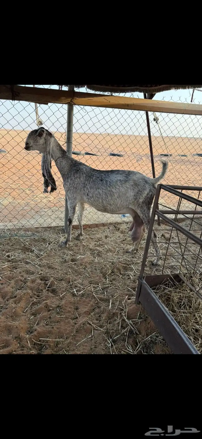 عنز مطوره حاصب 5