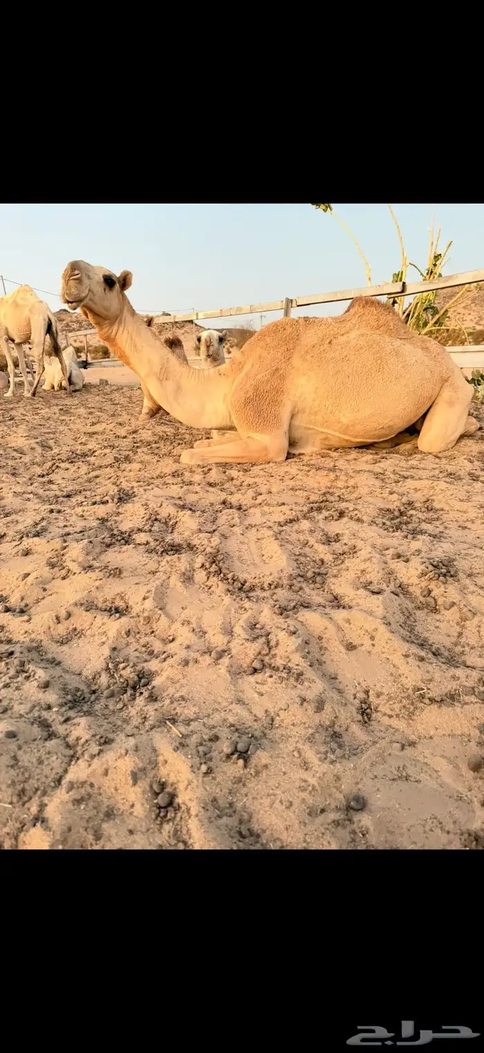 بكر عشرا تحتها بكره وضحا بكرها ناقه عظم كفو وطيبه 1