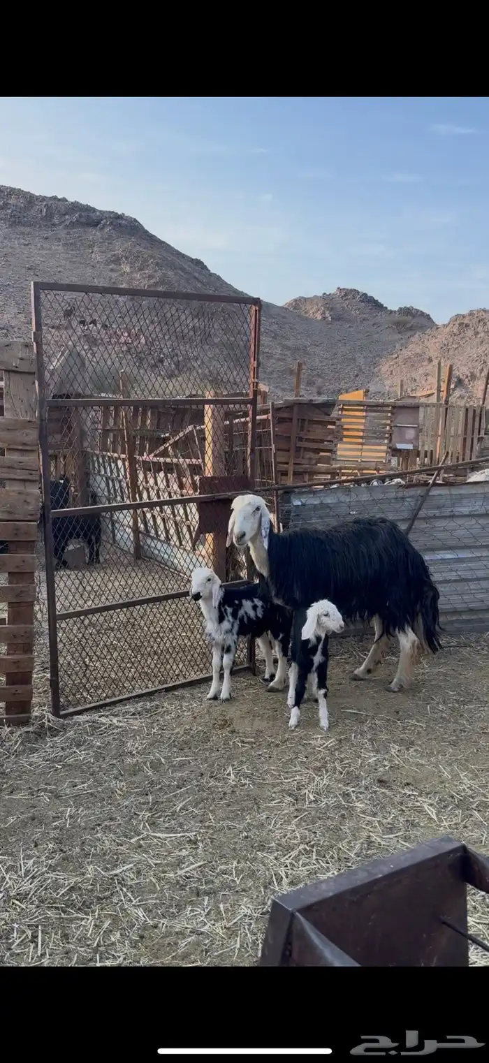 نعجه نجديه والد معها ثنين 2