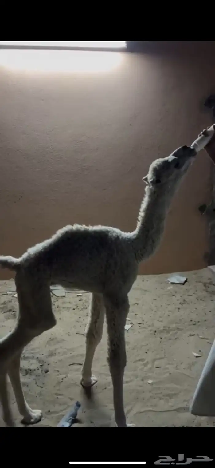 حيران ضيار 1