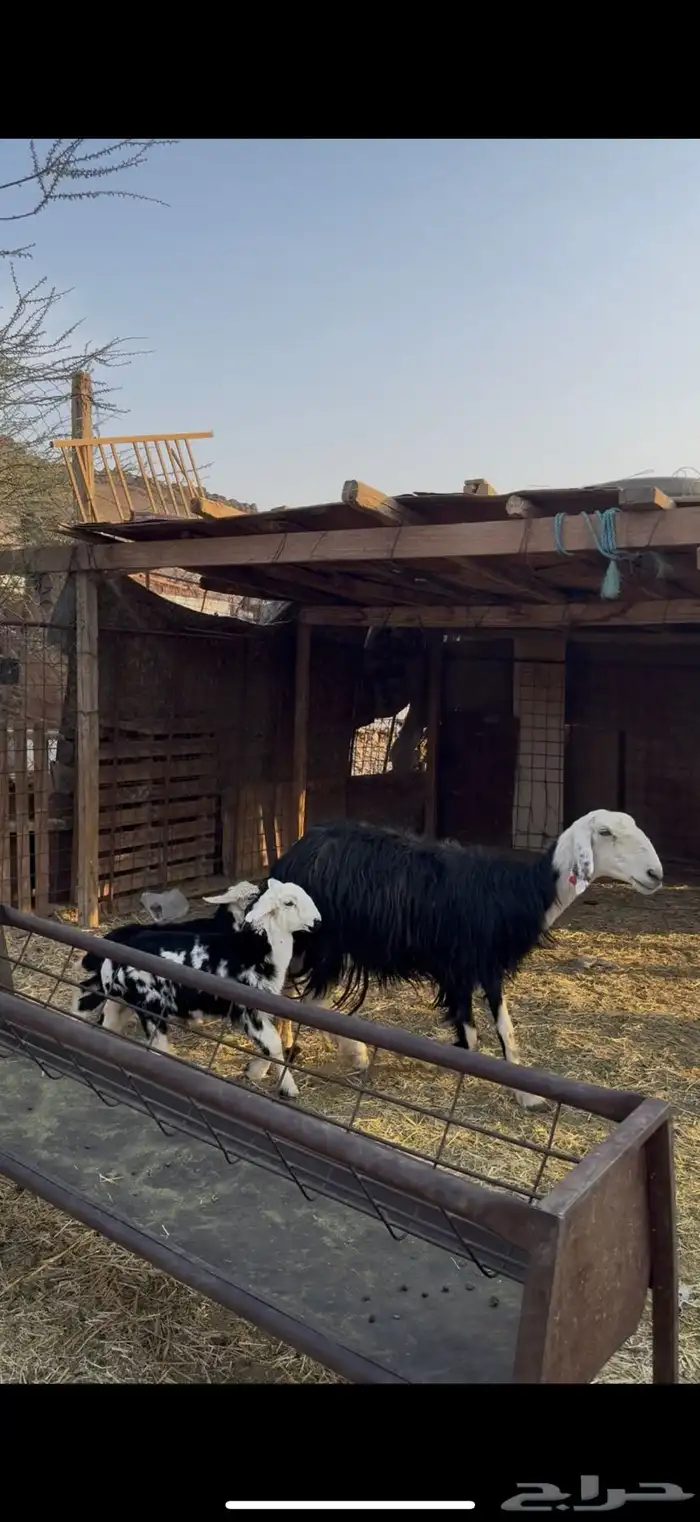 نعجه نجديه والد معها ثنين 1