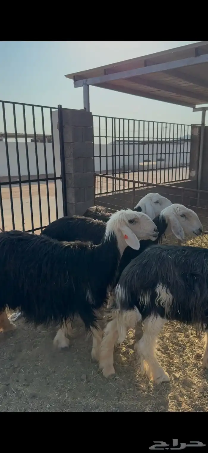 ضان مضاريع 2