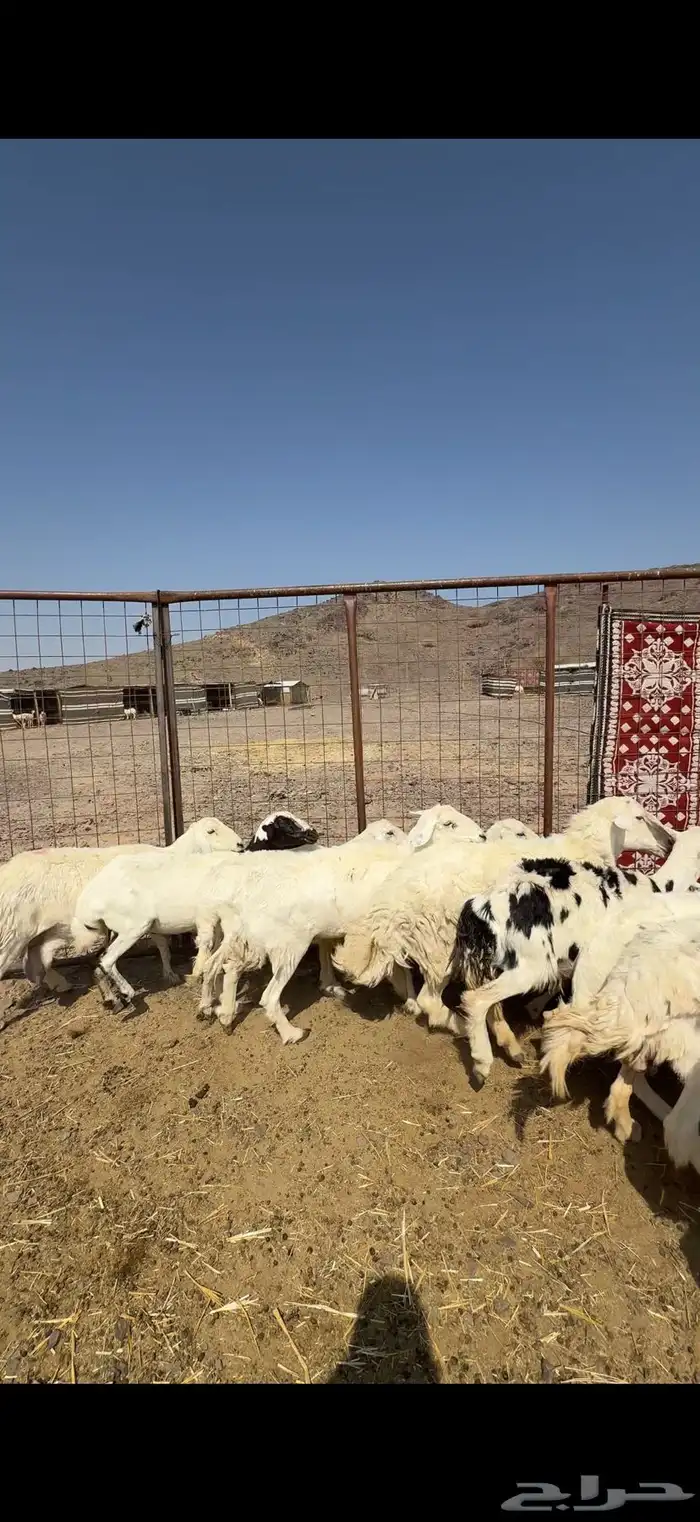 ضان حريات ضريع الحد 700 0