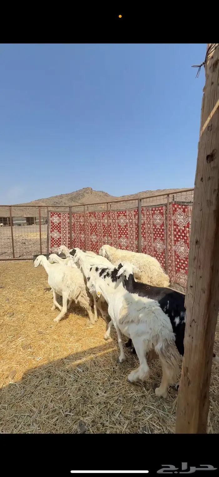 ضان حريات ضريع الحد 700 2