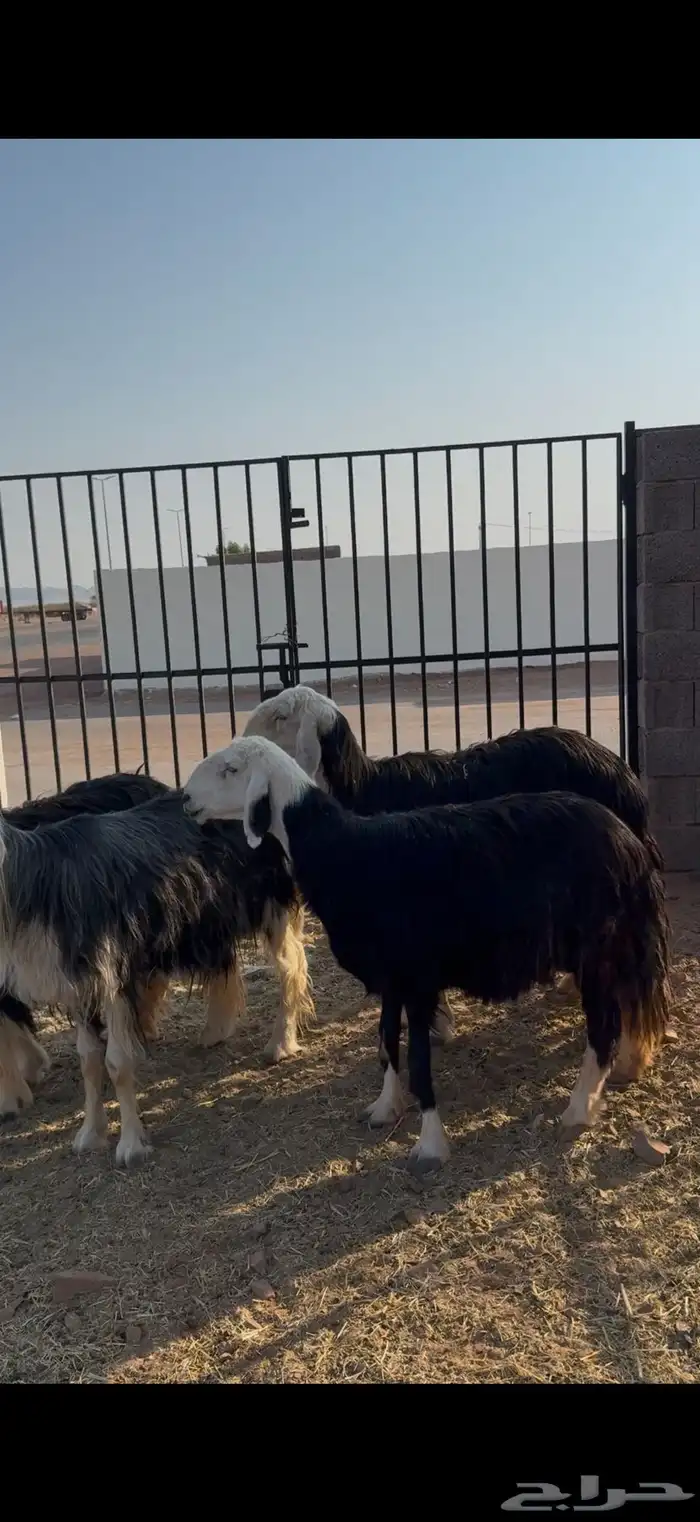 ضان مضاريع 1