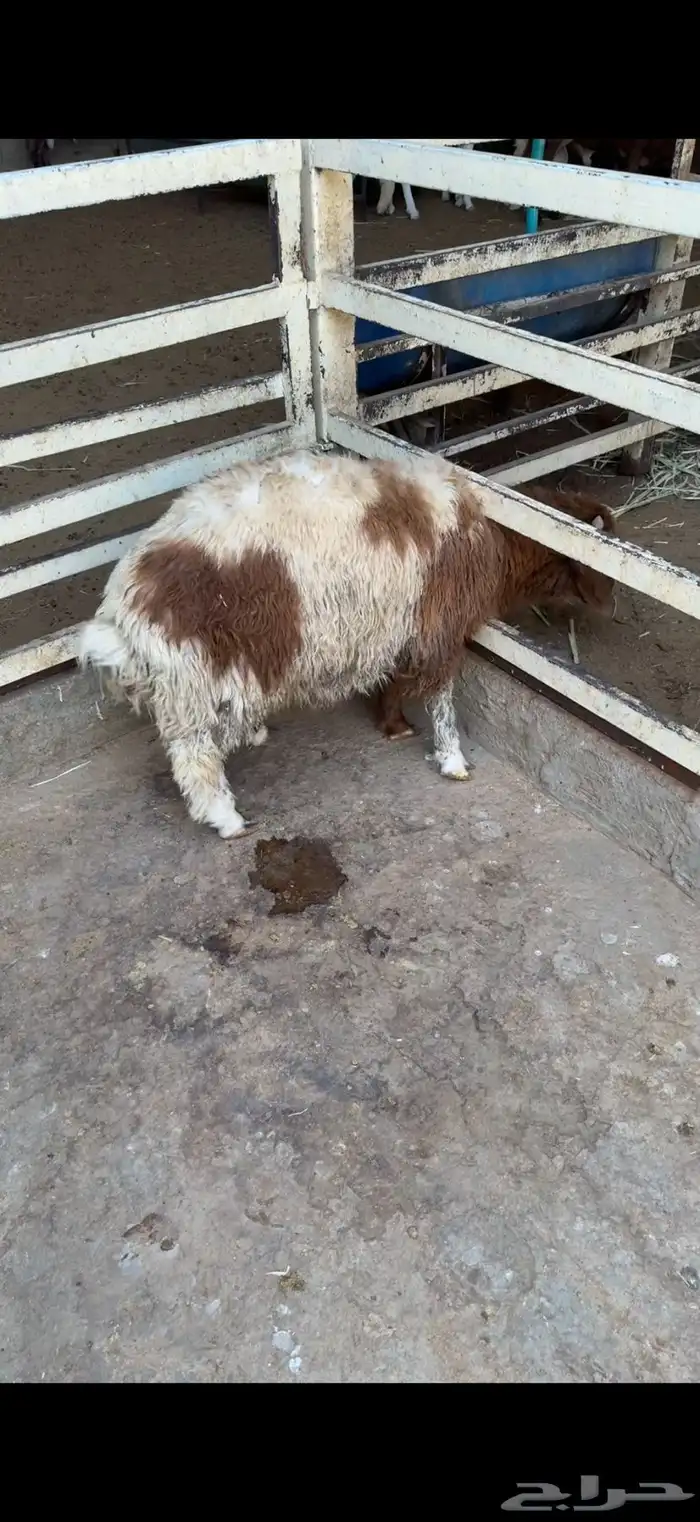 خرفان نعيمي هرافي وجبر بأسعار منافسه 6