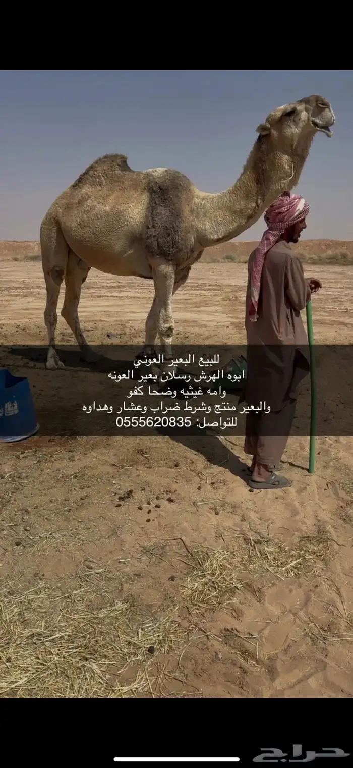 للبيع البعير الكفو 0