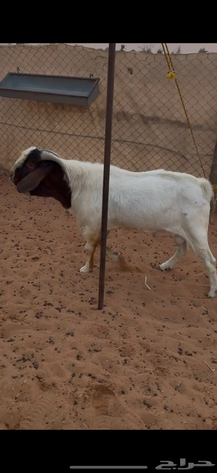 تيس هجين بورقوت 2