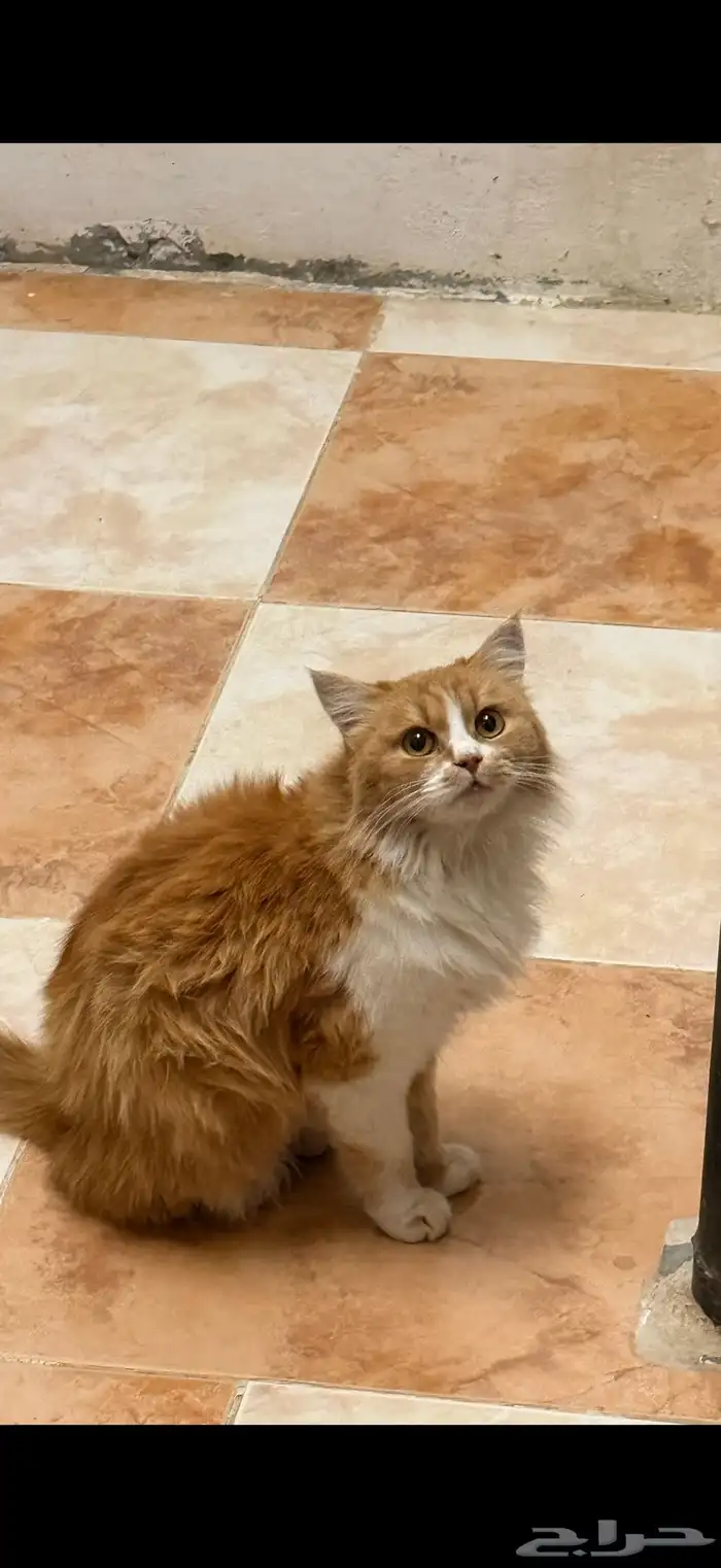 قطه ضايعه( مو للبيع ) 0