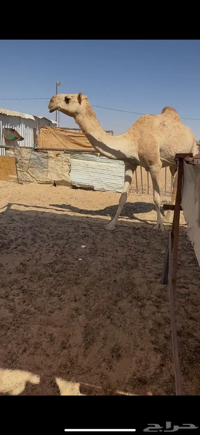 بكر عشرا تحتها بكره وضحا بكرها ناقه عظم كفو وطيبه 7