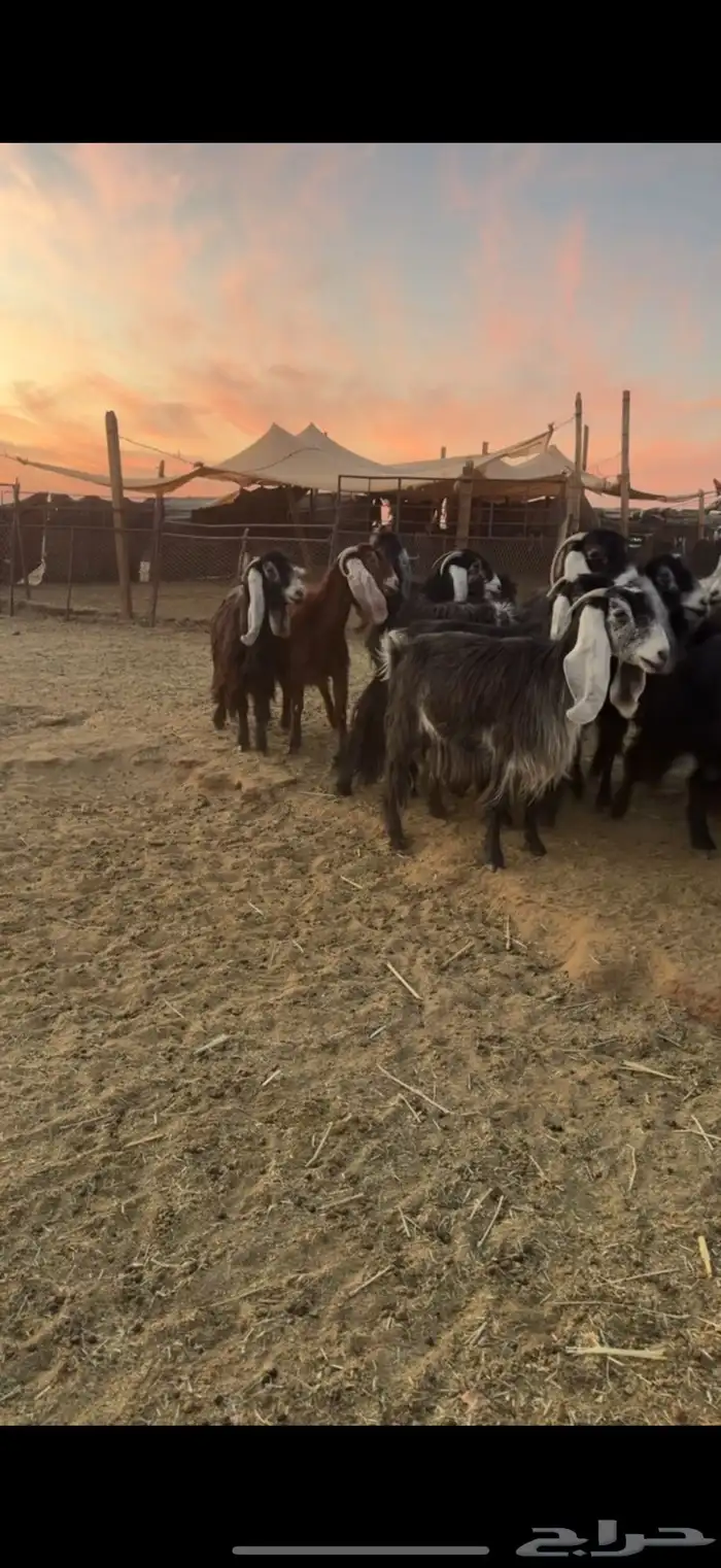 للبيع معزا عوارض 0