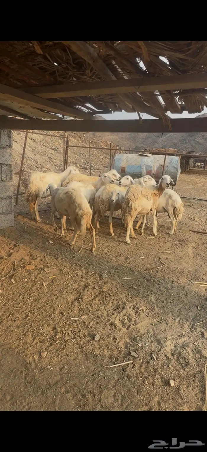 ضأن مقاني للبيع 1