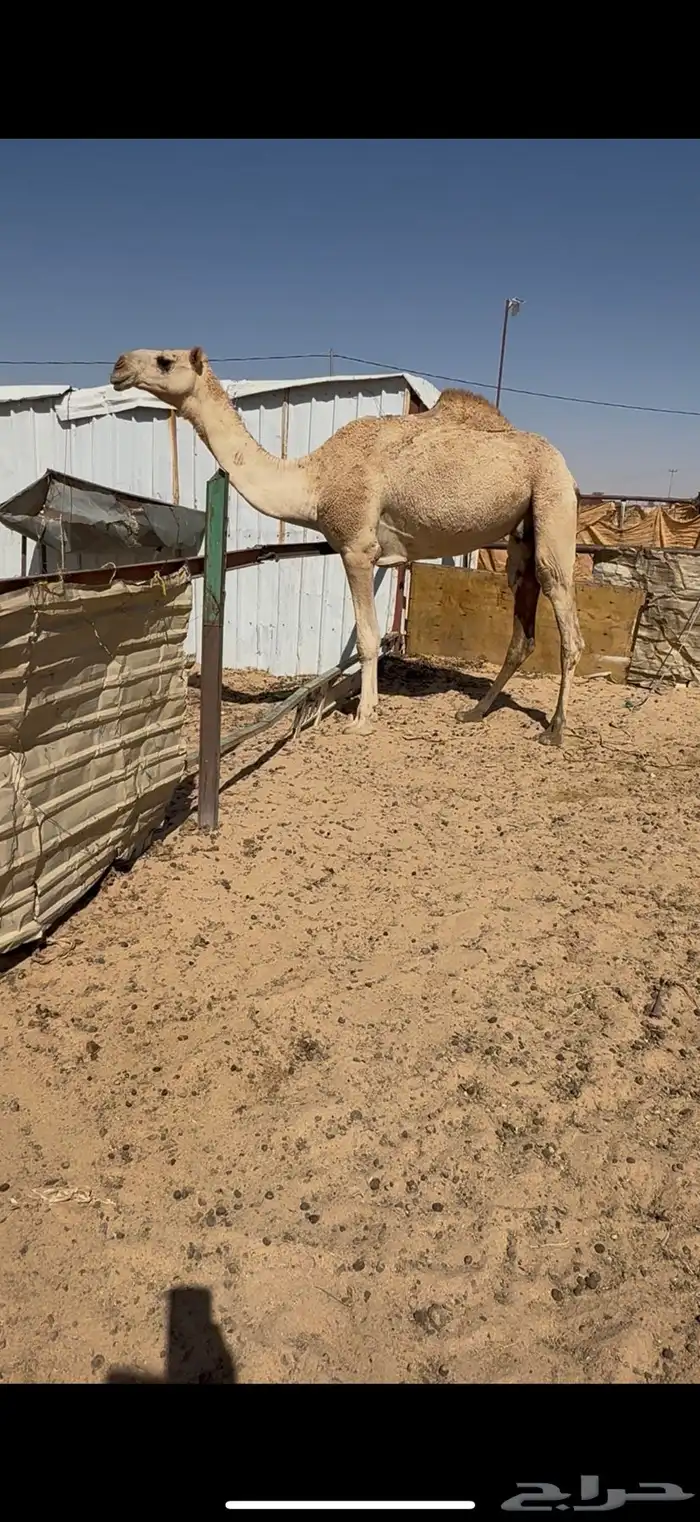 بكر عشرا تحتها بكره وضحا بكرها ناقه عظم كفو وطيبه 6