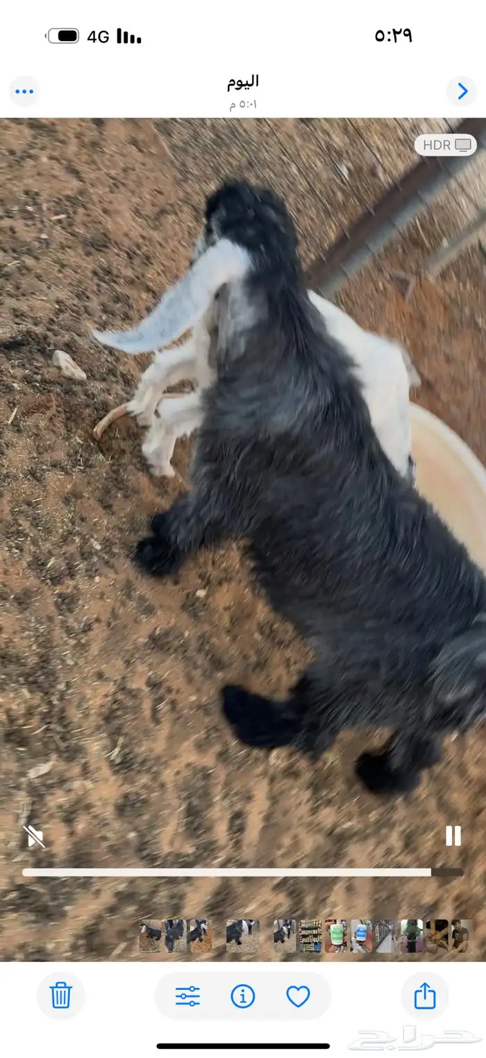 تيوس عوارض طيبة أوسمان 1