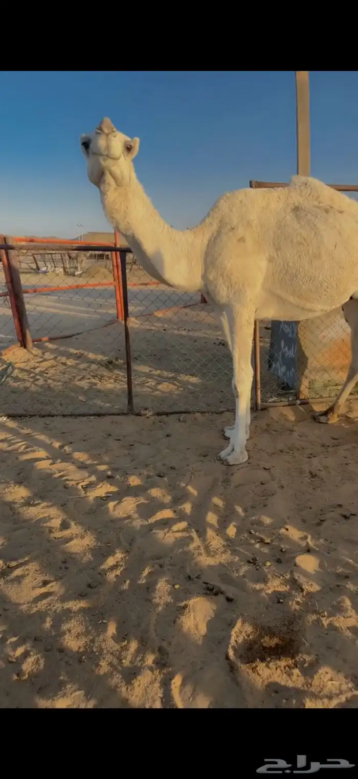 للبيع لقحه وضحاء 2