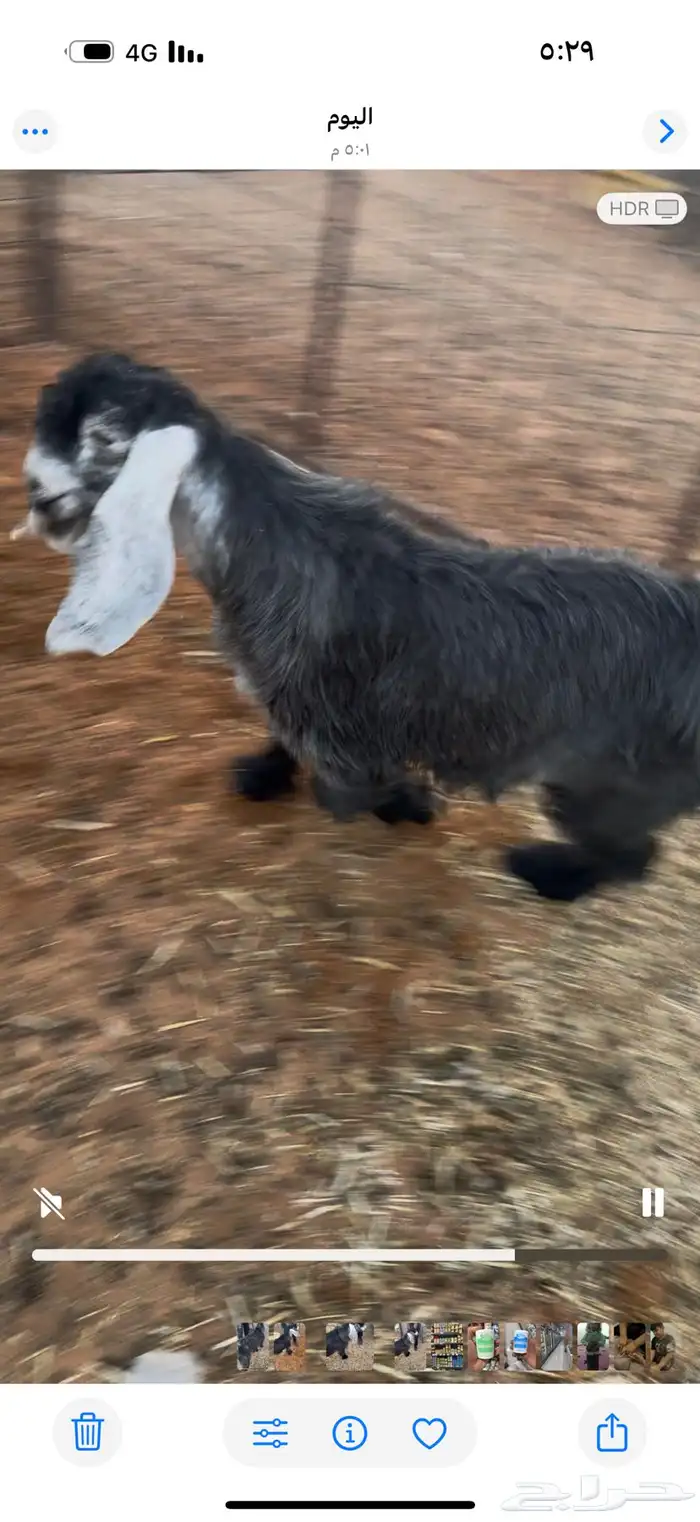 تيوس عوارض طيبة أوسمان 0