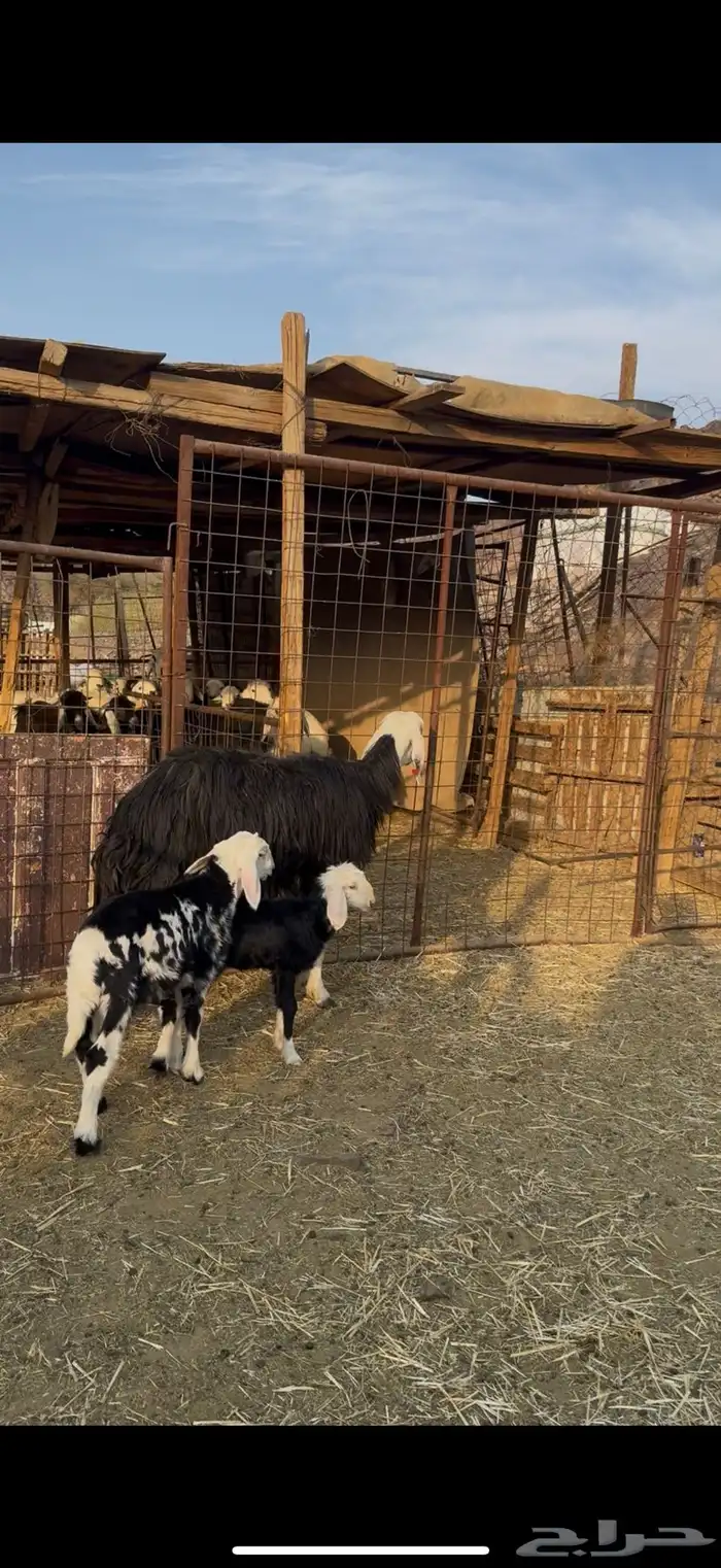 نعجه نجديه والد معها ثنين 3