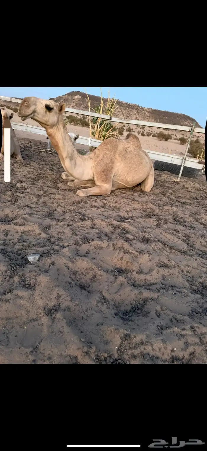 بكر عشرا تحتها بكره وضحا بكرها ناقه عظم كفو وطيبه 0