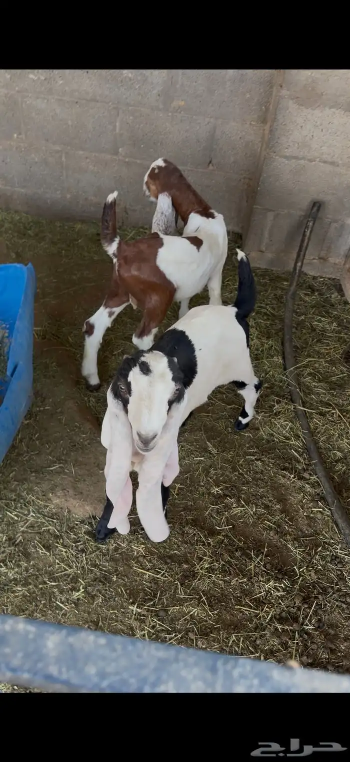 دواغير تيوس مطورات 4