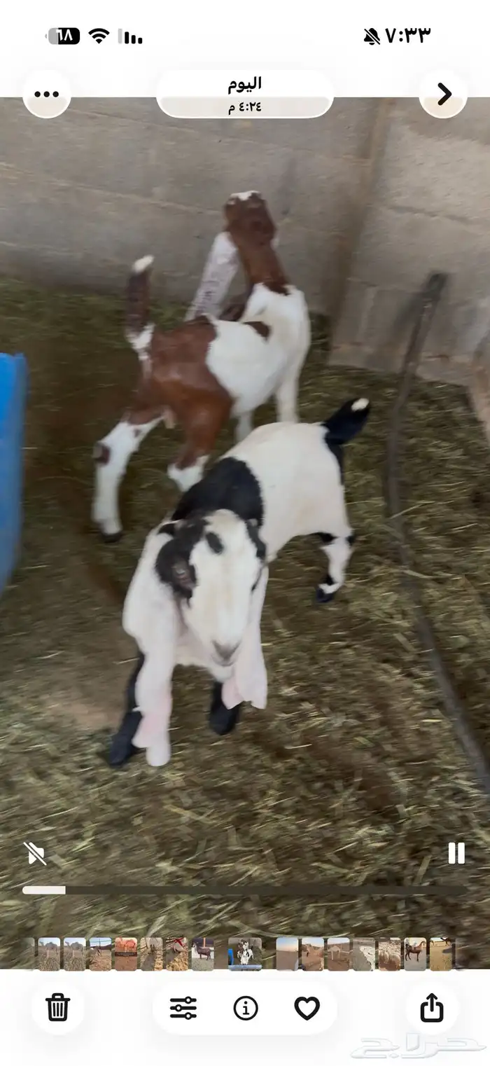 دواغير تيوس مطورات 0