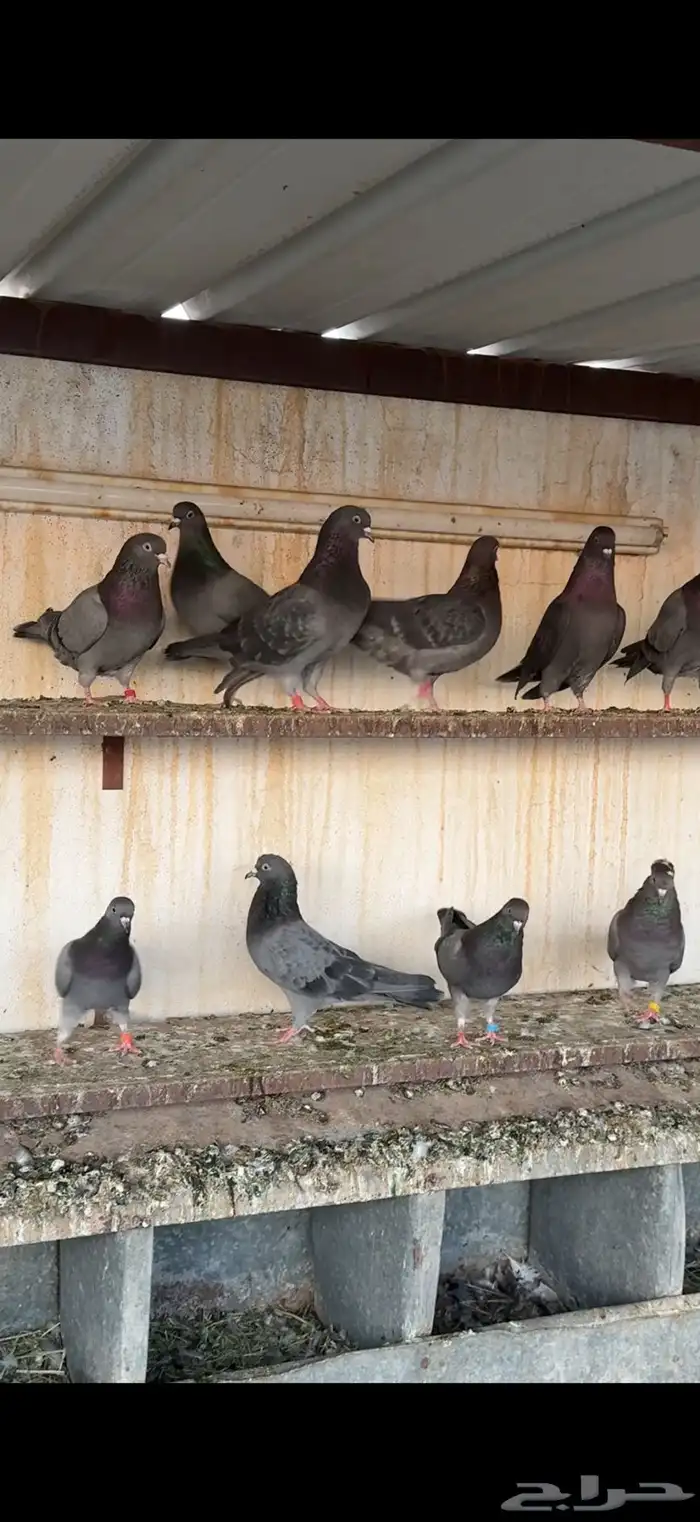 طيور قطايف اساسات 0