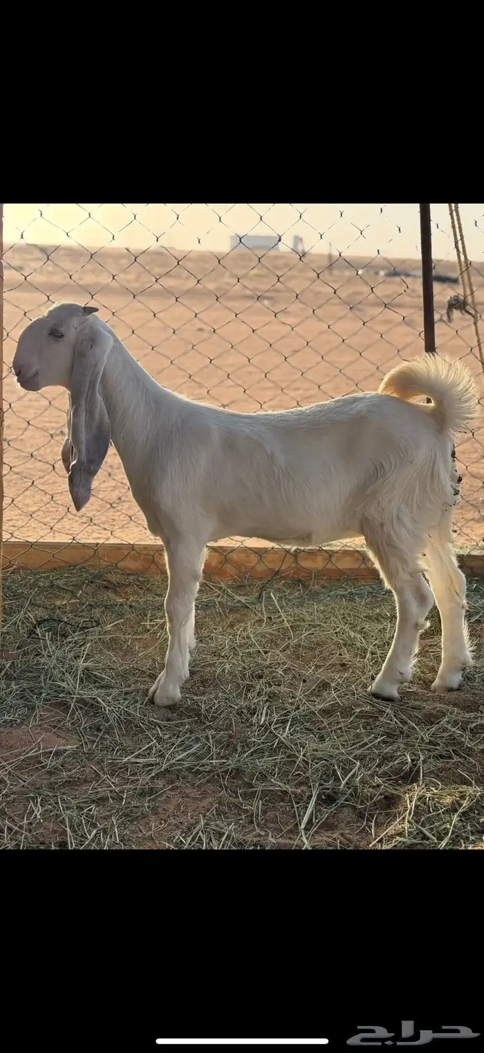 عنز مطوره حاصب 4