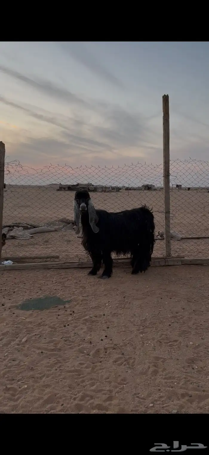 عنز عارضيه خصم دافع 2