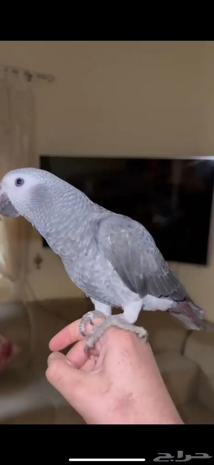 ببغاء كاسكو غيني 0