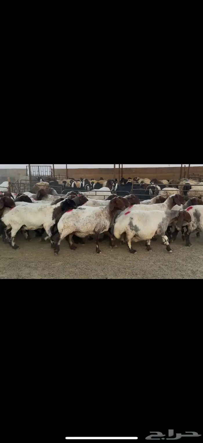 غنم نعيم دفيع وصنف 2