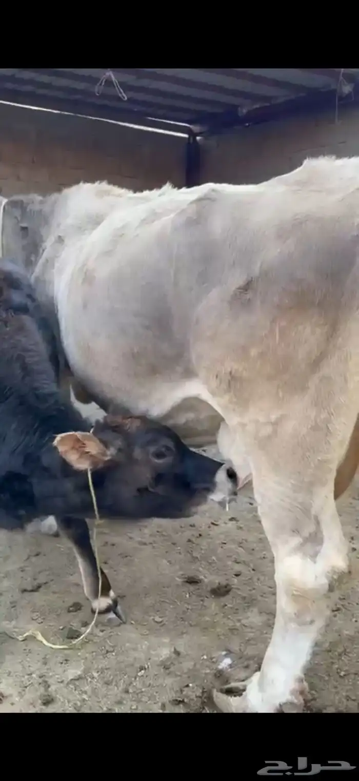 بقرة المانية للبيع 1