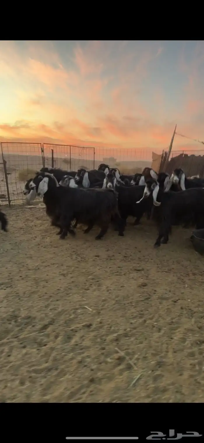 للبيع معزا عوارض 2