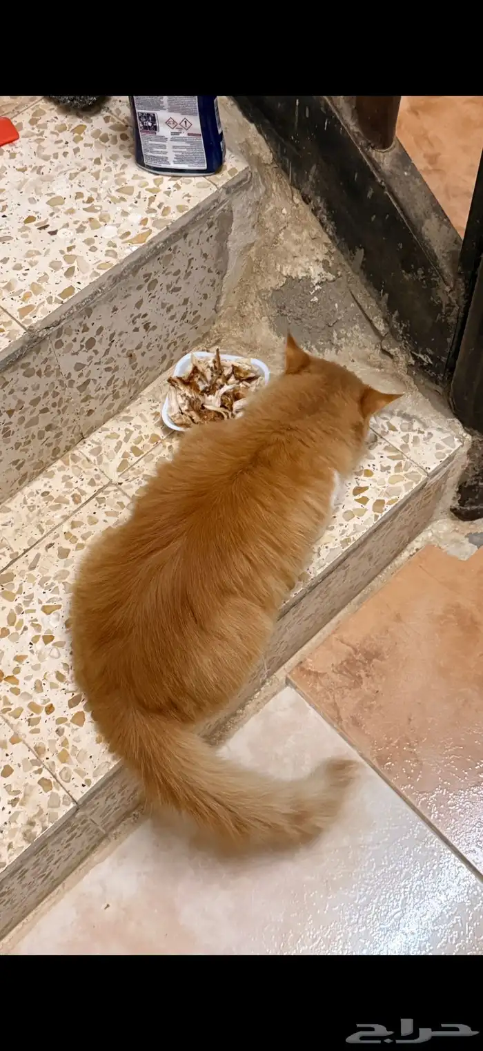 قطه ضايعه( مو للبيع ) 2