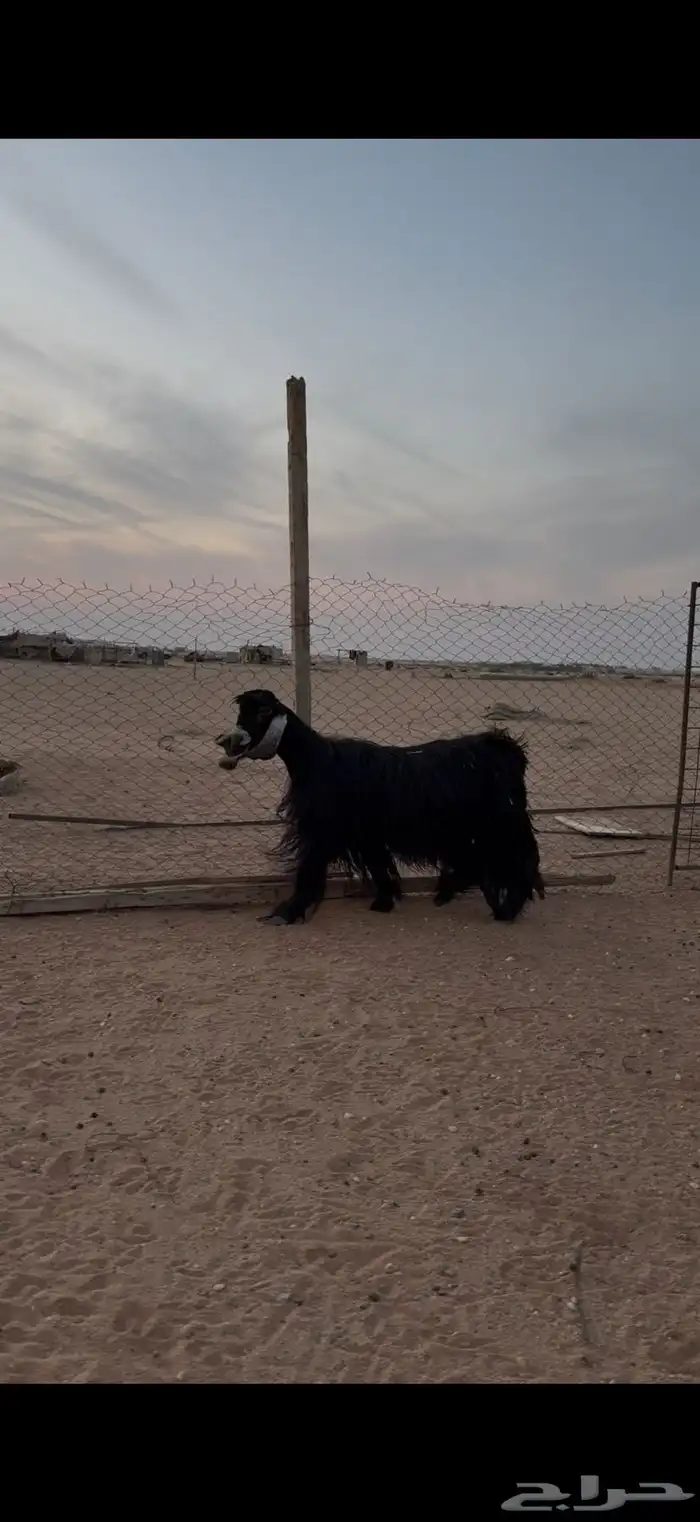 عنز عارضيه خصم دافع 1