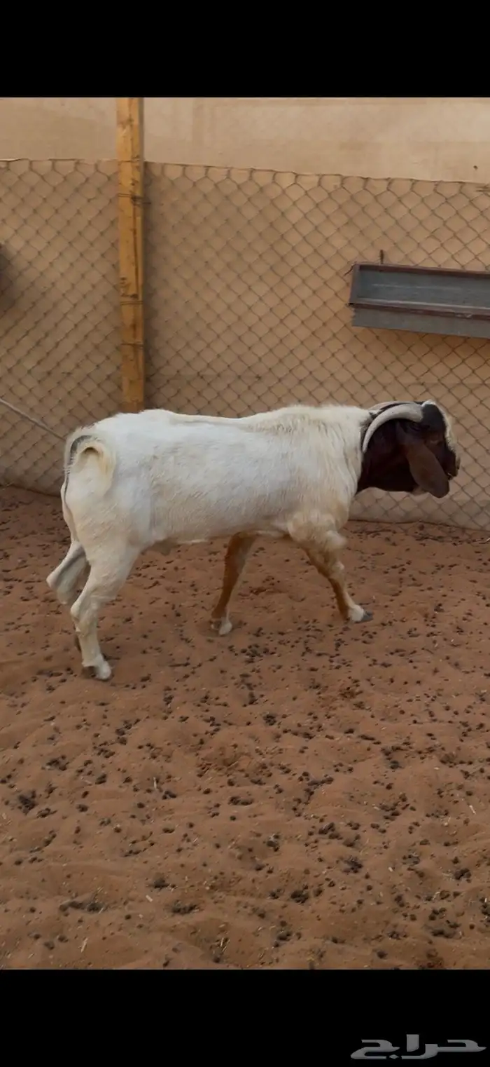 تيس هجين بورقوت 0