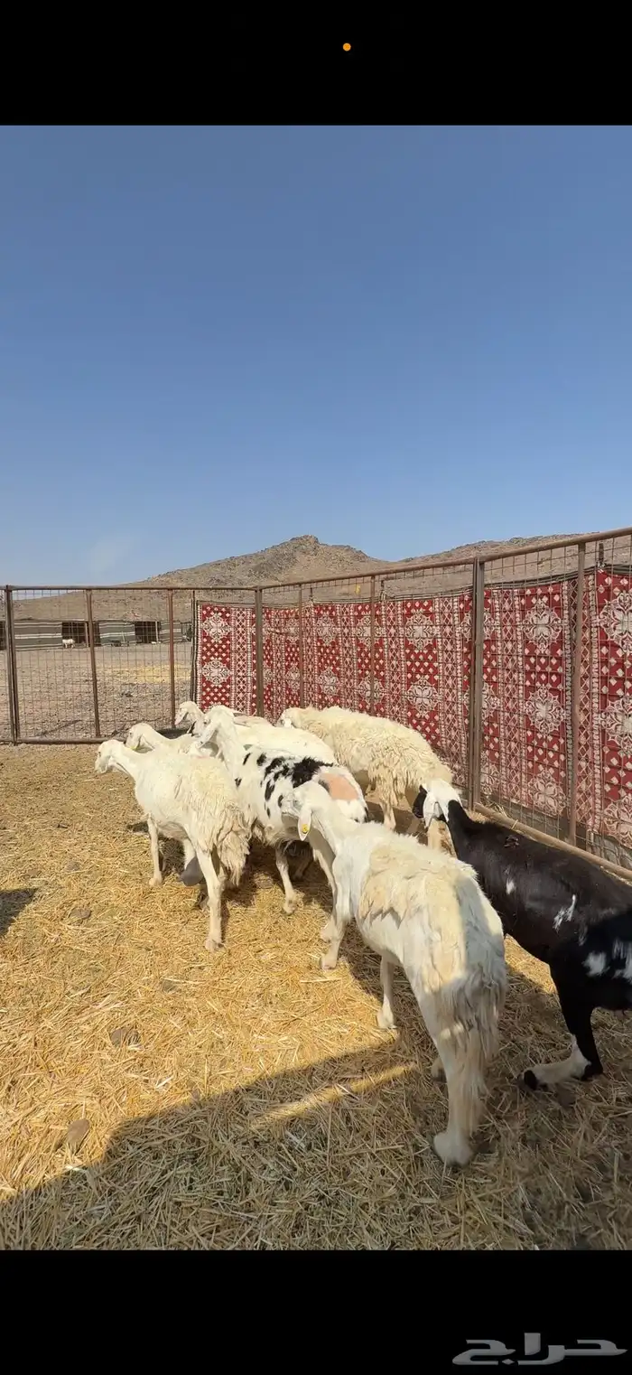 ضان حريات ضريع الحد 700 1