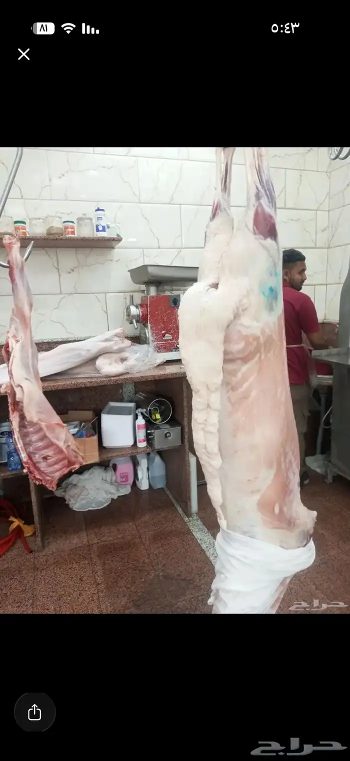 سواكني مرابي 5 شهور جبر ناهي بأرخص سعر 2