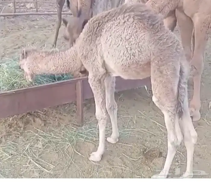 بكره للبيع 0