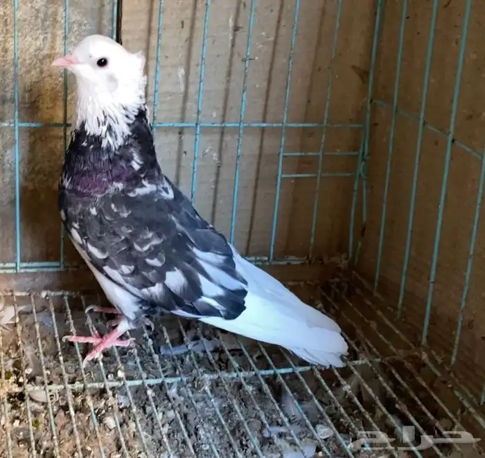 حمام قطايف 0