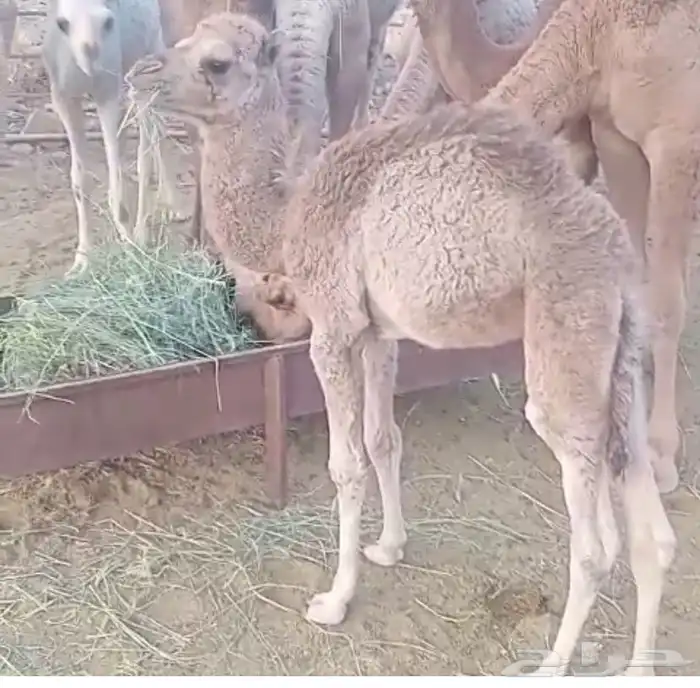 بكره للبيع 1